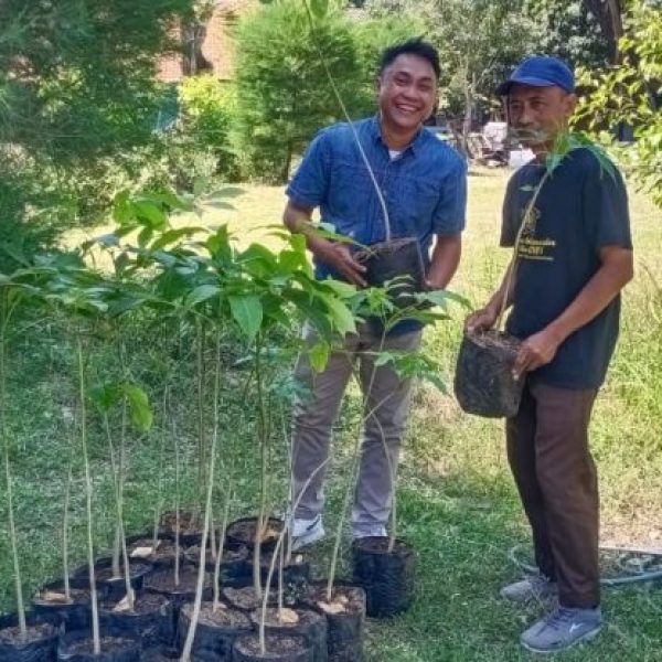 20 Pohon Tabebuya Dari Dinas Lingkungan Hidup Kota Surabaya untuk Stikosa AWS